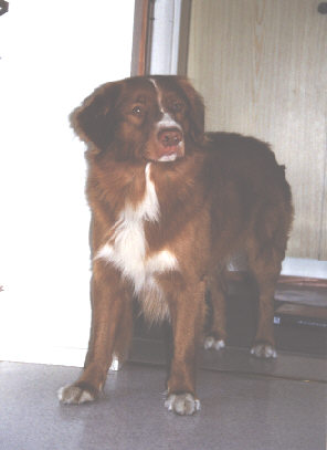 Kaju