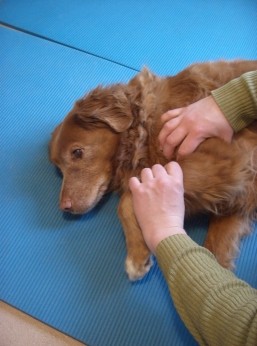 passive Bewegungstherapie